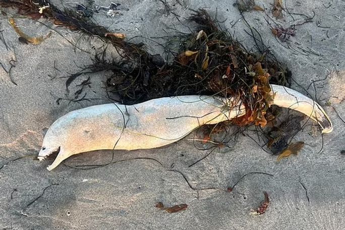 Ghastly sea creature washes ashore on Southern California beach