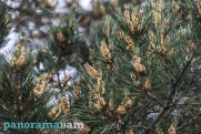 Синоптики предупредили о заморозках в Араратской долине в Армении