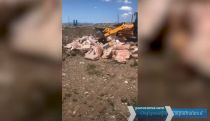 Probe into unfit poultry underway in Armenia
