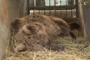 Спасенного молодого медведя после восстановления выпустили на волю в Армении