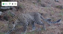 Leopard again caught on camera in Armenia's Zangezur Biosphere Complex
