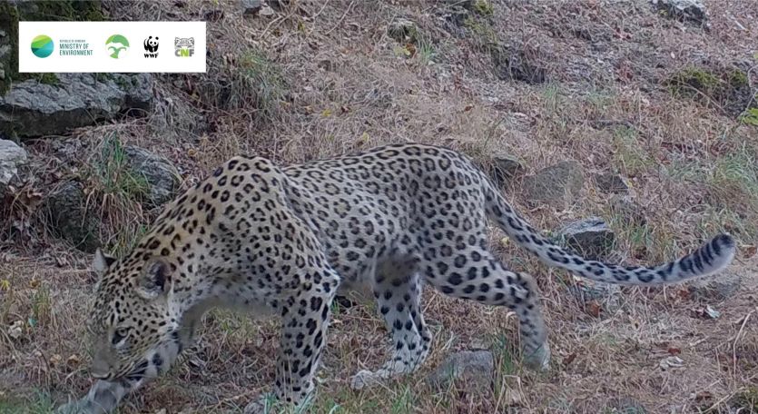 Leopard again caught on camera in Armenia's Zangezur Biosphere Complex