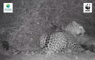 Leopard missing for two years spotted in Armenia's Tavush