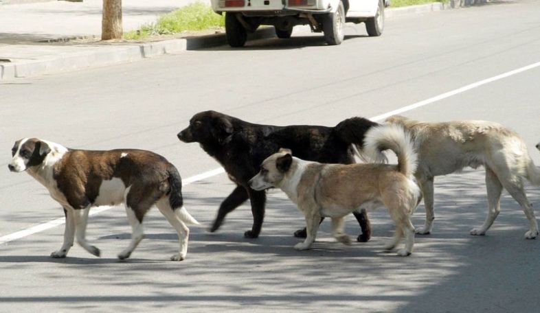 Թափառող շների վրա կրակած տղամարդը ներկայացել է ոստիկանություն