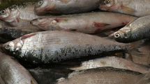 Fish Festival to be held in Armenia