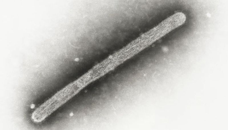 В США зафиксировали первую смерть от птичьего гриппа