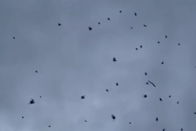 В Бразилии прошел «дождь» из пауков