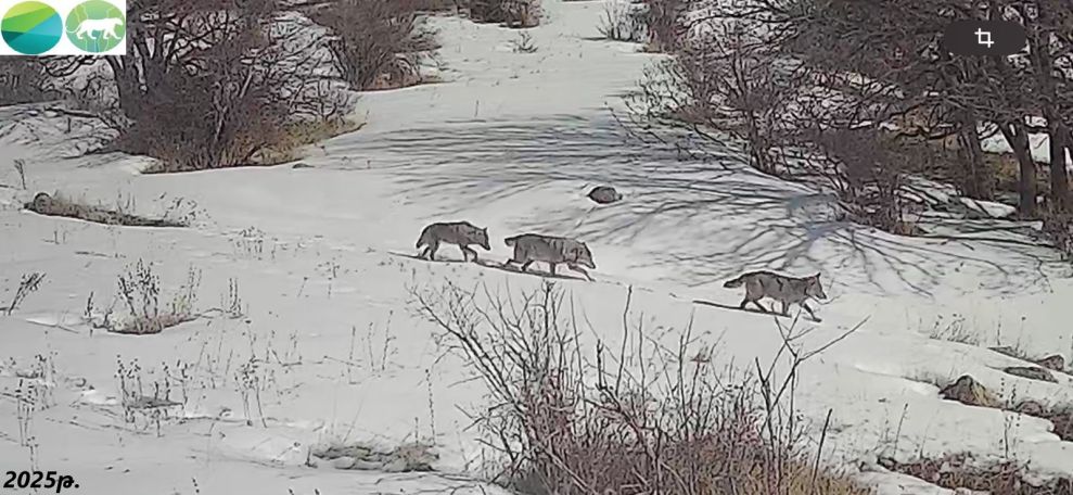 Wolves caught on camera in Armenian state reserve
