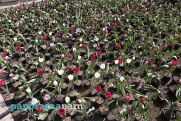 Температура воздуха в Армении продолжит повышаться