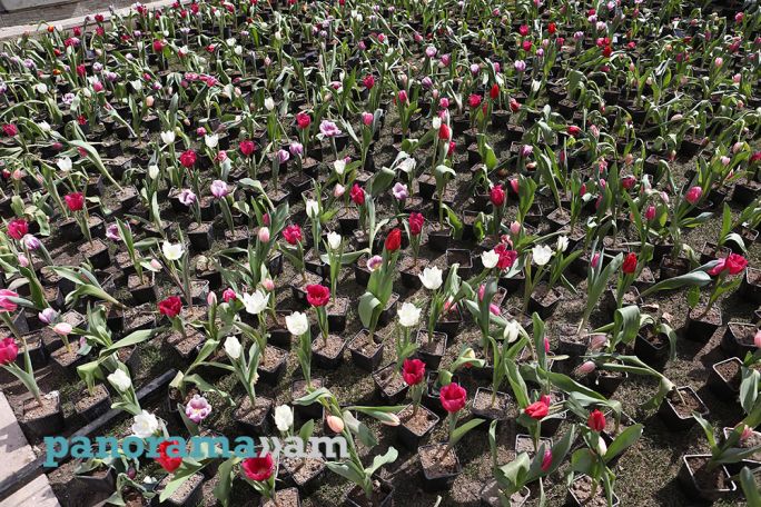 Температурные качели и осадки: синоптики рассказали о погоде в Армении