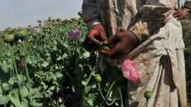 Poppy revolution in Afghanistan to follow the elections?