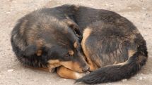 Today is World Stray Animals Day