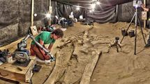 Chile's stunning fossil whale graveyard explained
