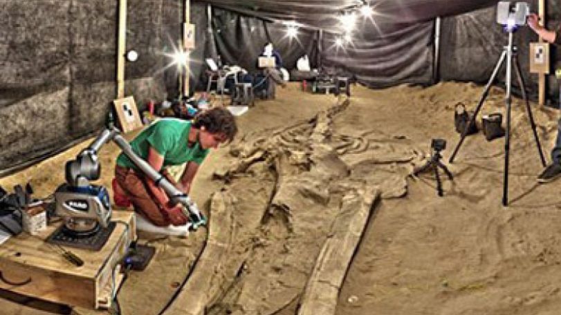 Chile's stunning fossil whale graveyard explained