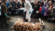 Danish zoo kills healthy giraffe, feeds body to lions