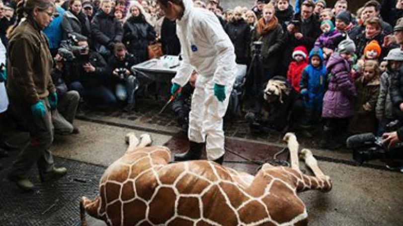 Danish zoo kills healthy giraffe, feeds body to lions