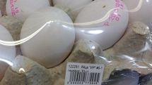 Госслужба безопасности продуктов питания Минсельхоза Армении проводит срочные проверки на рынке яиц  