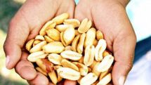 Half a handful of NUTS a day can prevent early death