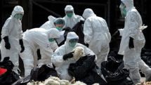 New strain of 'deadly' bird flu