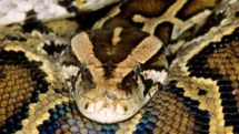 House found packed with pythons, living and dead