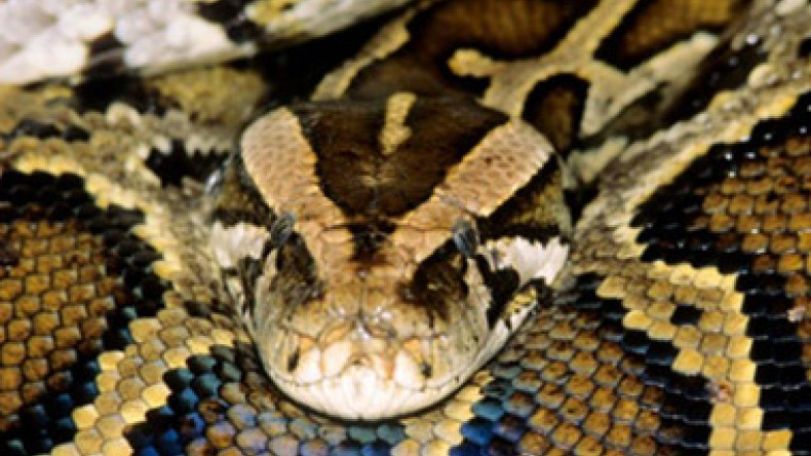 House found packed with pythons, living and dead
