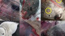 Fukushima radiation may be linked to unusual Alaska seal deaths