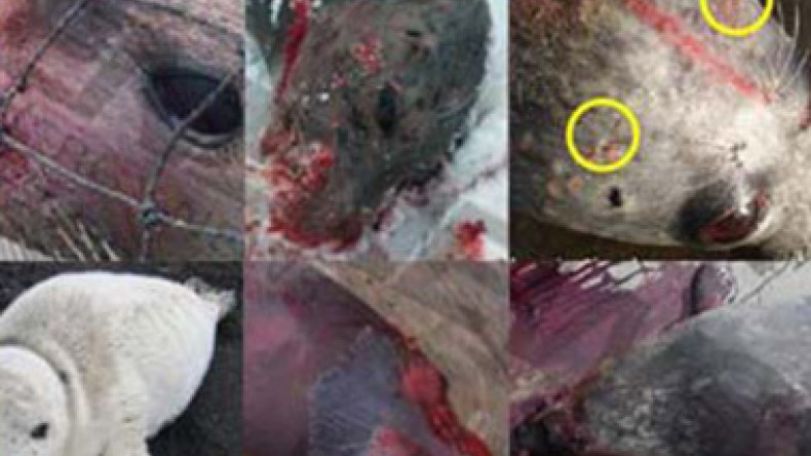 Fukushima radiation may be linked to unusual Alaska seal deaths