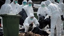 H7N9 bird flu virus: Hong Kong culls 20,000 chickens