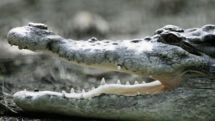 Crocodile attack in Australia: Boy, 12, feared dead