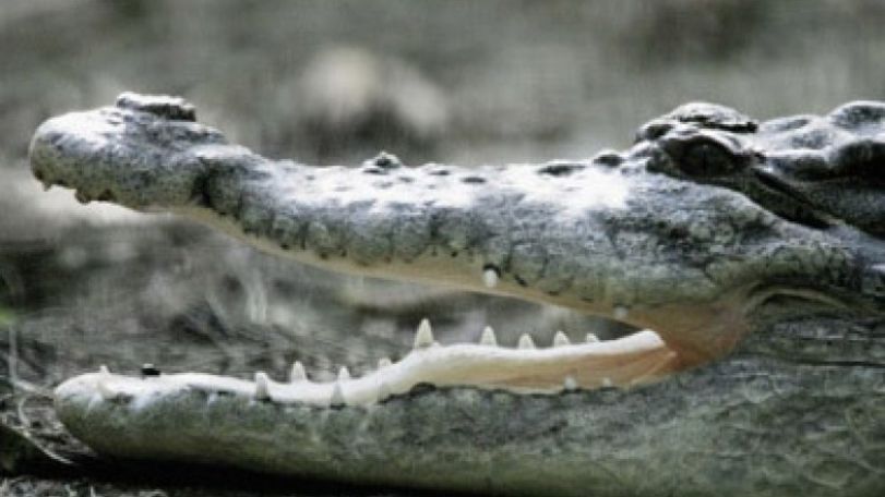 Crocodile attack in Australia: Boy, 12, feared dead