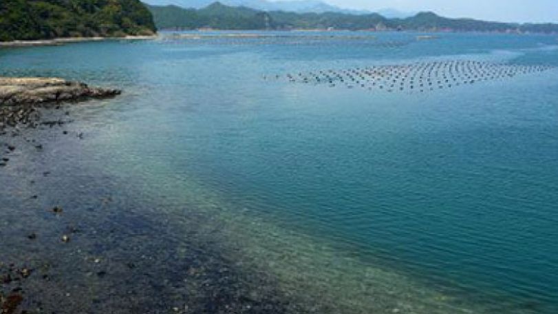 Dolphin slaughter starts at Japan's Taiji Cove