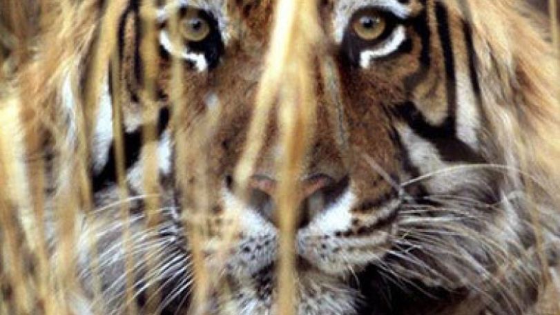 India tiger killings: Hunt on after seventh victim found