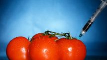 How dangerous are GMOs for human health?
