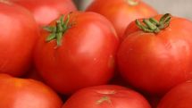 Diet rich in tomatoes may lower breast cancer risk