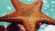Морские звезды могут помочь в лечении инсульта. Исследование ученых