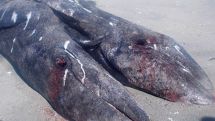 Two-headed whale found in Mexico: is Fukushima radiation responsible?