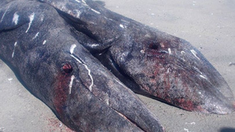 Two-headed whale found in Mexico: is Fukushima radiation responsible?