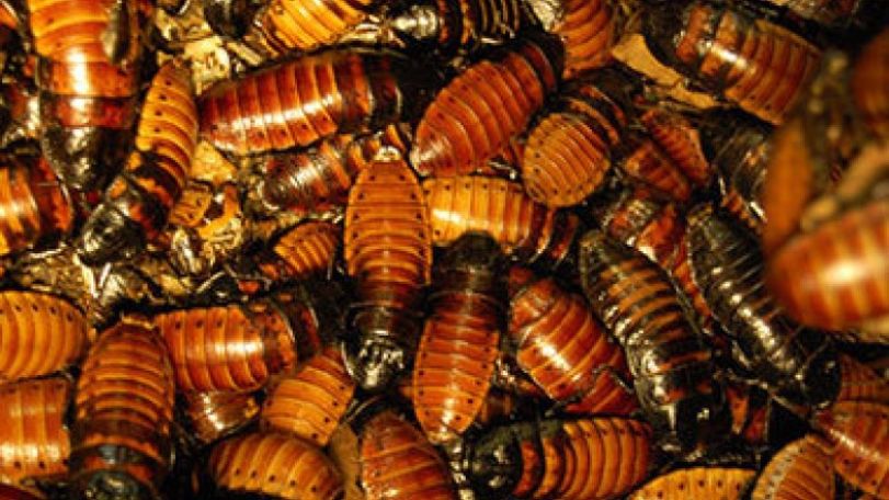 Can insects save from hunger?