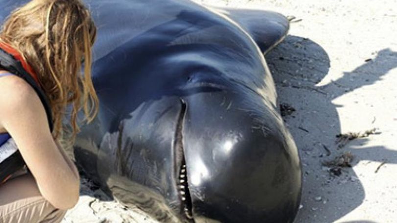 11 more whales found dead in Florida