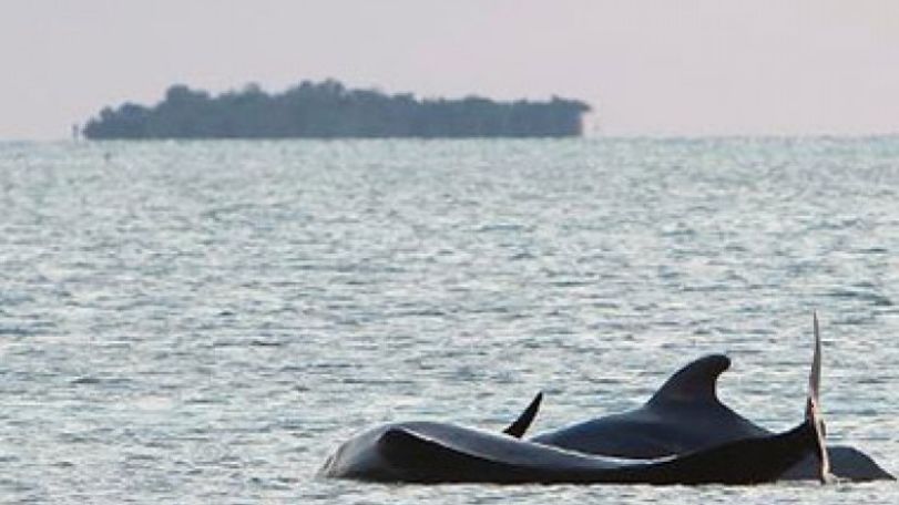 Beached whales dead in Florida