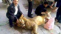 Starving Syrians 'forced to eat lion from Damascus zoo'