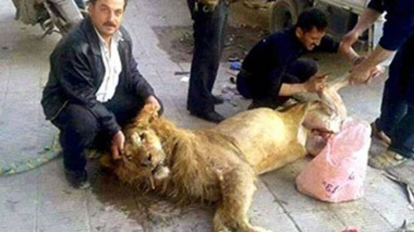 Starving Syrians 'forced to eat lion from Damascus zoo'