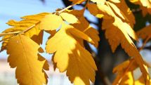 Mostly sunny weather expected today