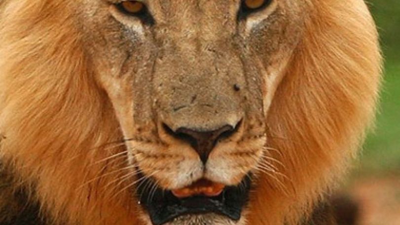 Dallas Zoo shock as lion kills lioness in front of visitors