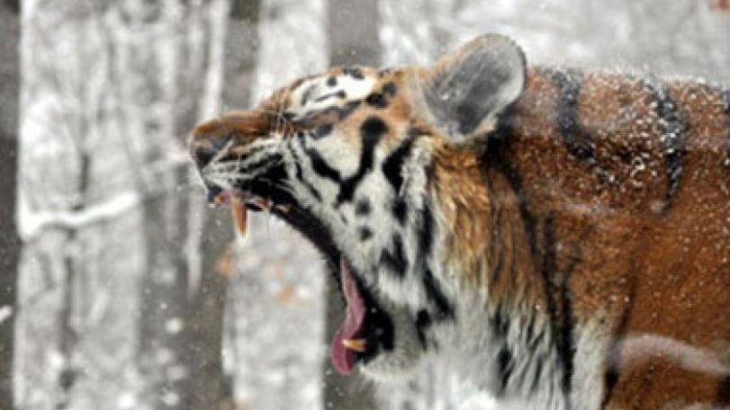 Tigers emerge from taiga in Russian Far East, scaring locals