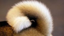Scientists decipher dog-tail wags