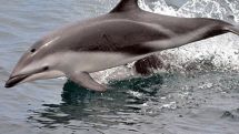 Dolphins killed for shark bait in Peru