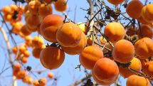 Սյունիքի գյուղերում իրարանցում է. Կարալյոկը, նուռը, սերկևիլը մնացել են ծառերին