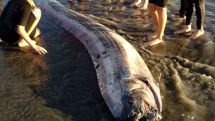 Coincidence or trend? Second oarfish washes ashore in California