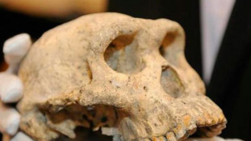 Georgia shows off skull thought to rewrite human evolution